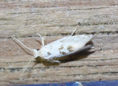 Niphonympha dealbatella